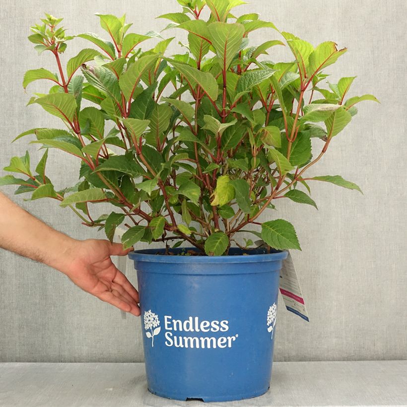 Spécimen de Hortensia - Hydrangea macrophylla Endless Summer Bloomstar Pot de 12L/15L tel que livré en été