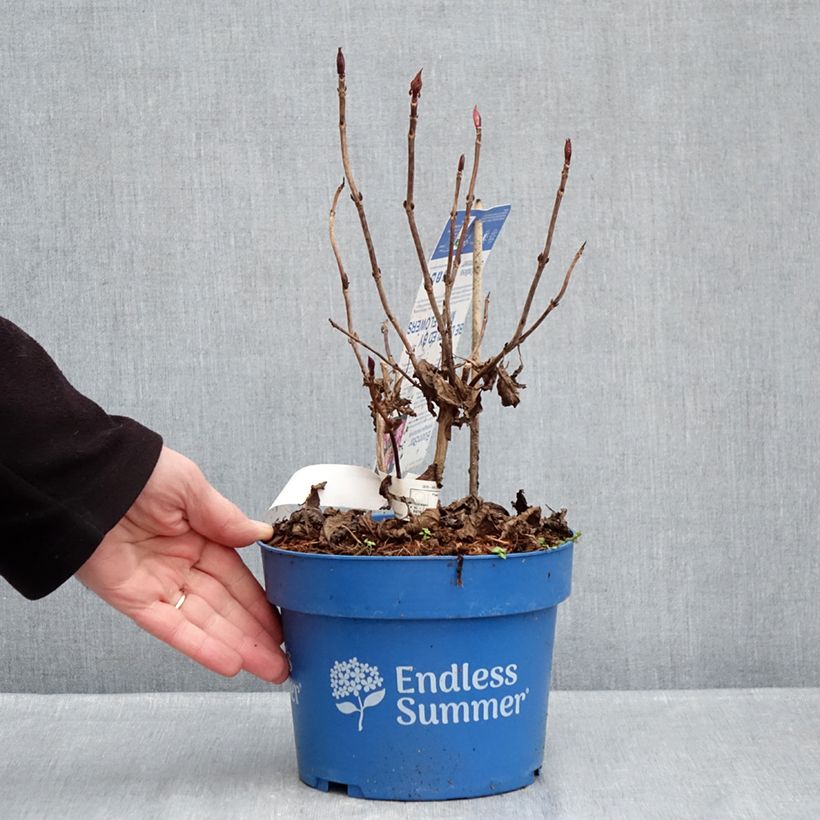 Spécimen de Hortensia - Hydrangea macrophylla Endless Summer Bloomstar Pot de 3L/4L tel que livré en hiver