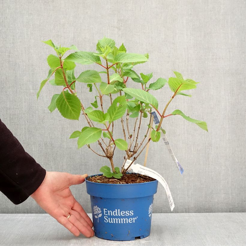 Spécimen de Hortensia - Hydrangea macrophylla Endless Summer Bloomstar Pot de 3L/4L tel que livré au printemps
