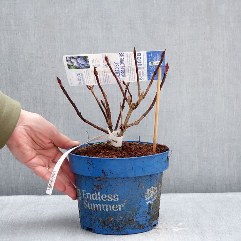 Example of Hortensia - Hydrangea macrophylla Endless Summer The Original (bleu) Pot de 2L/3L as you get in hiver