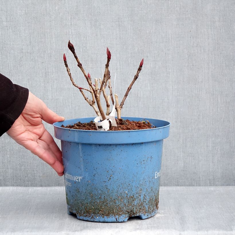 Example of Hortensia - Hydrangea macrophylla Endless Summer The Original (bleu) Pot de 4L/5L as you get in hiver