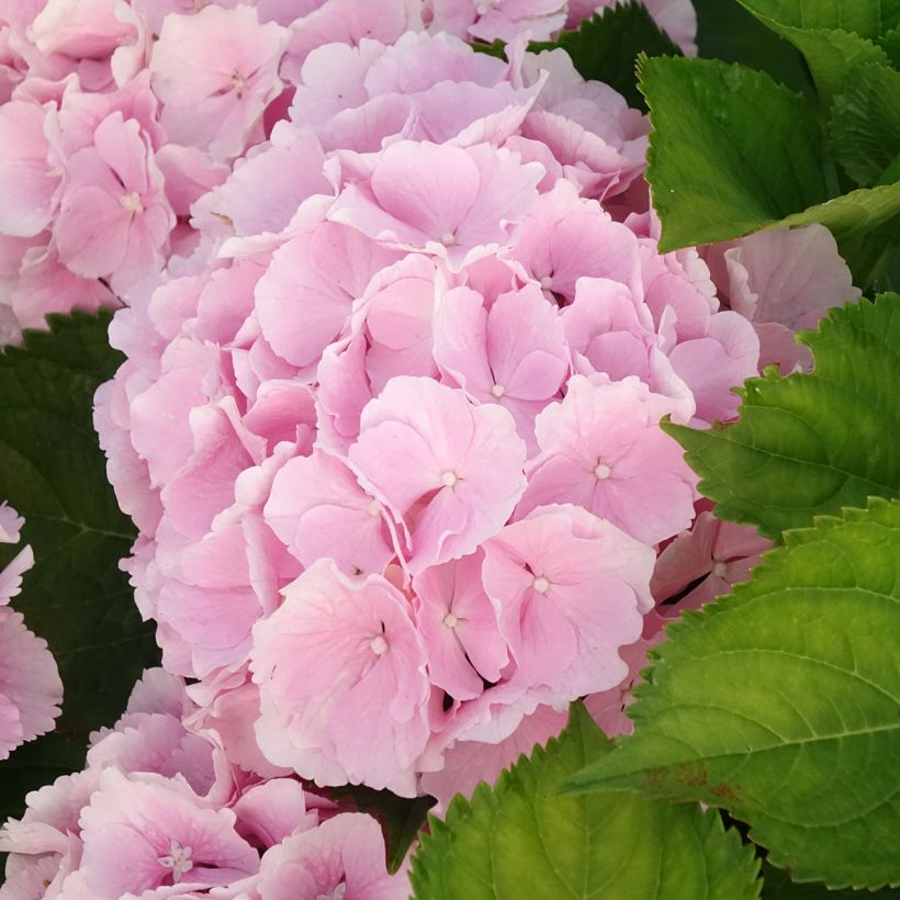 Hortensia - Hydrangea macrophylla Everbloom Pink Wonder (Floraison)