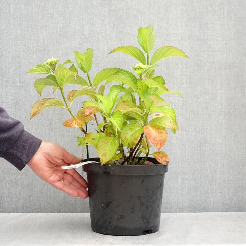 Spécimen de Hortensia - Hydrangea macrophylla Fantasia Pot de 3L/4L tel que livré au printemps