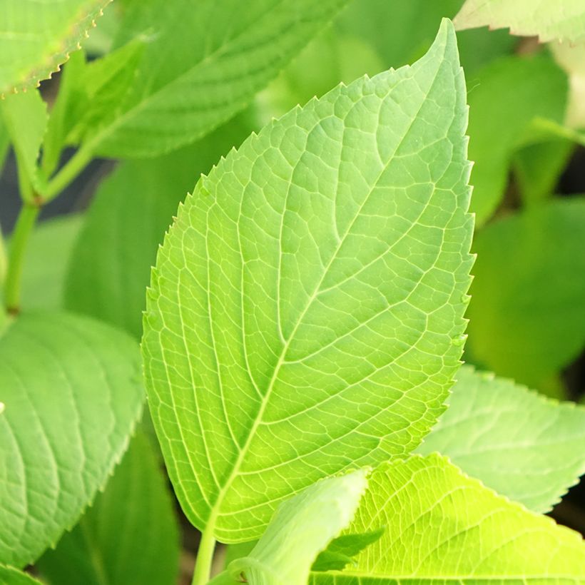 Hortensia - Hydrangea macrophylla Glowing Amber (Feuillage)