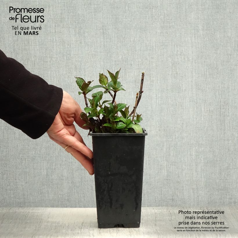 Spécimen de Hortensia - Hydrangea macrophylla Green Ever Belles Pot de 1,5L/2L tel que livré au printemps