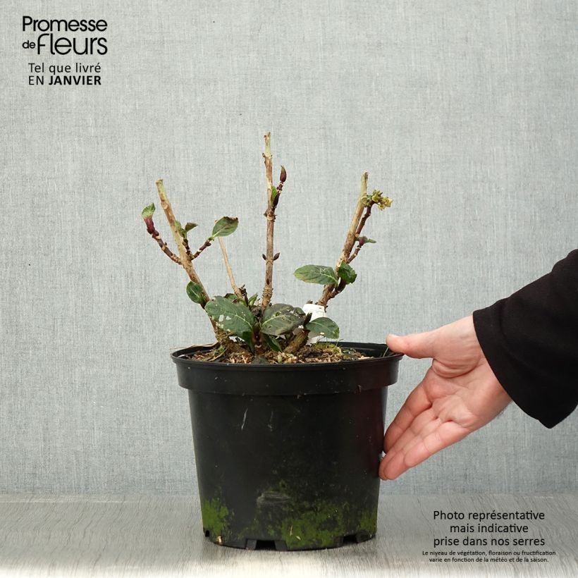 Spécimen de Hortensia - Hydrangea macrophylla Green Ever Belles Pot de 2L/3L tel que livré en hiver