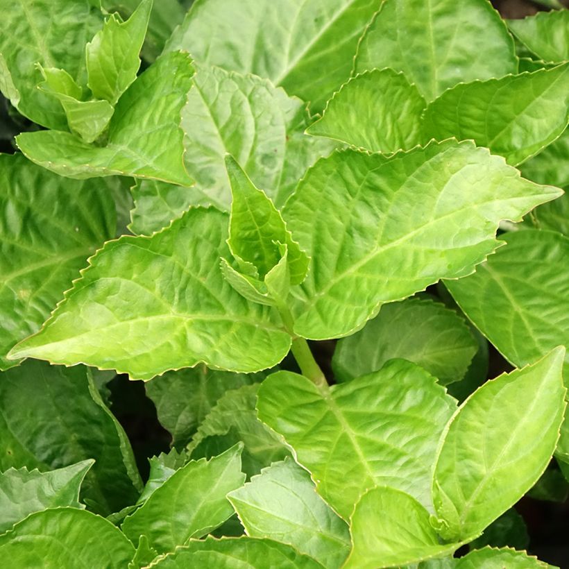 Hortensia - Hydrangea macrophylla Immaculata (Feuillage)