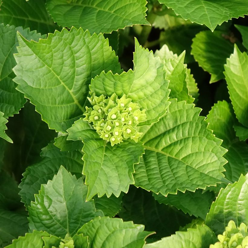 Hortensia - Hydrangea macrophylla Lady Mata Hari (Feuillage)