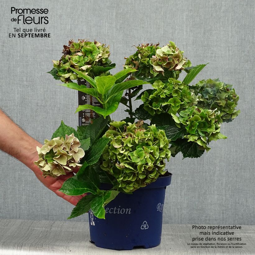 Spécimen de Hortensia - Hydrangea macrophylla Lady Mata Hari Pot de 2L/3L tel que livré en automne