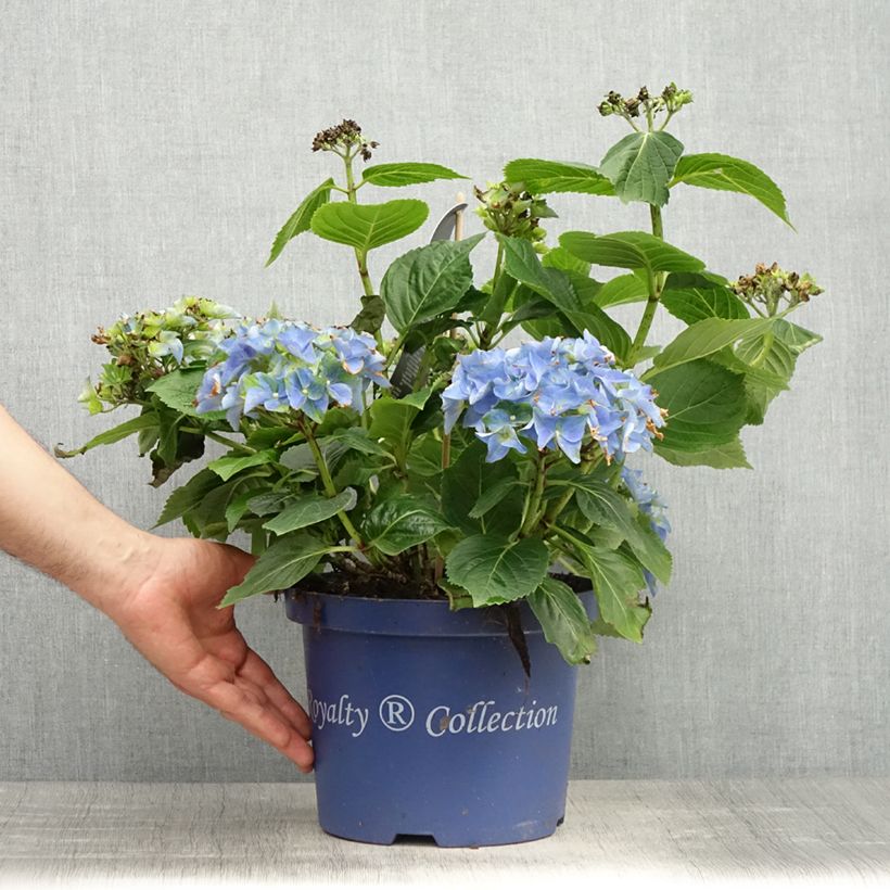 Spécimen de Hortensia - Hydrangea macrophylla Lady Mata Hari Pot de 2L/3L tel que livré au printemps