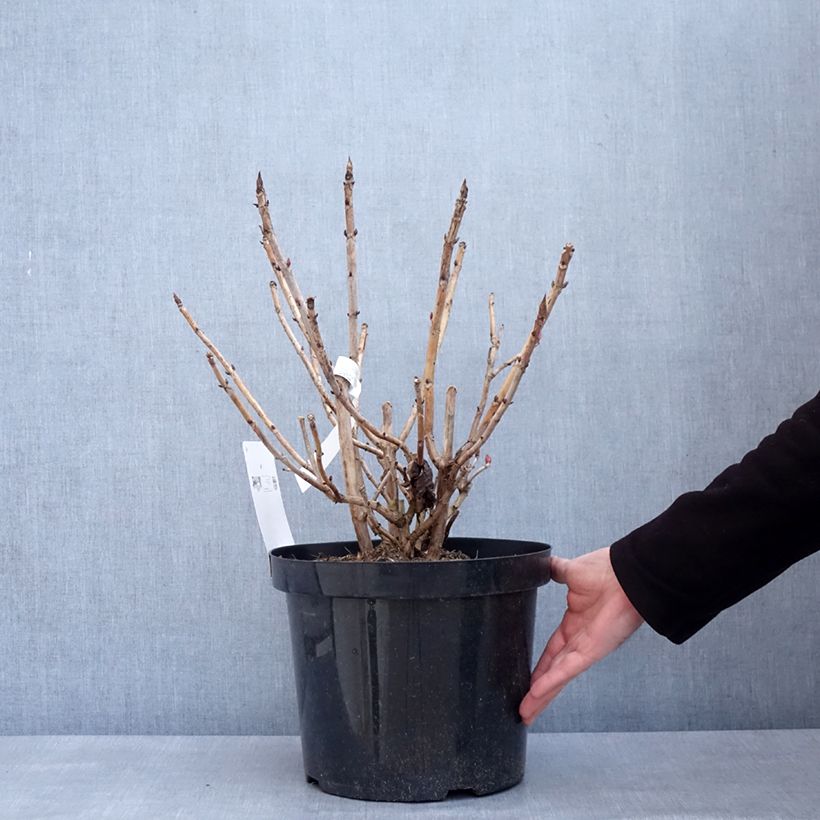 Spécimen de Hortensia - Hydrangea macrophylla Leuchtfeuer Pot de 7,5L/10L tel que livré en hiver