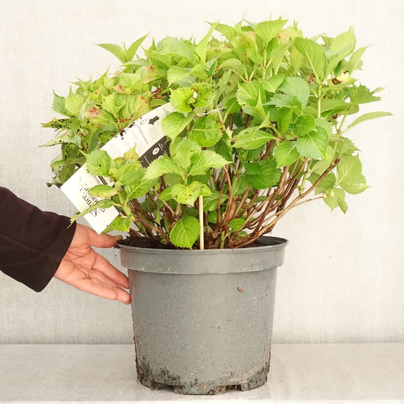 Spécimen de Hortensia - Hydrangea macrophylla Leuchtfeuer Pot de 7,5L/10L tel que livré au printemps
