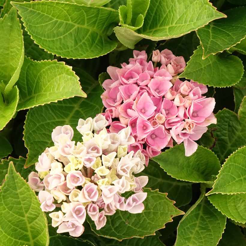 Hortensia - Hydrangea macrophylla Magical Coral rosa (Floraison)