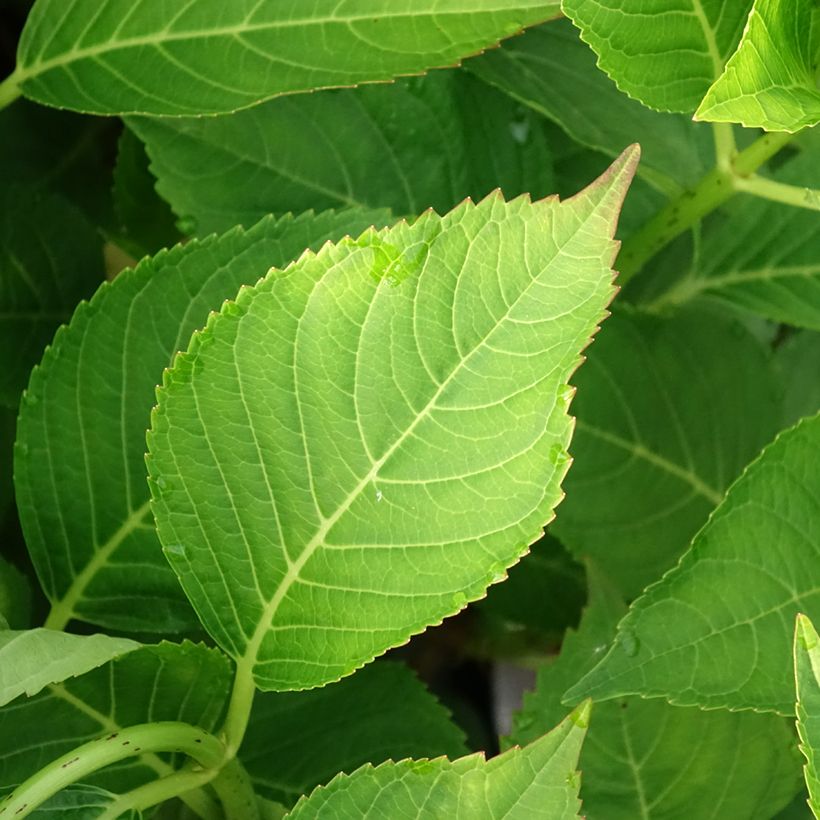 Hortensia - Hydrangea macrophylla Messalina (Feuillage)