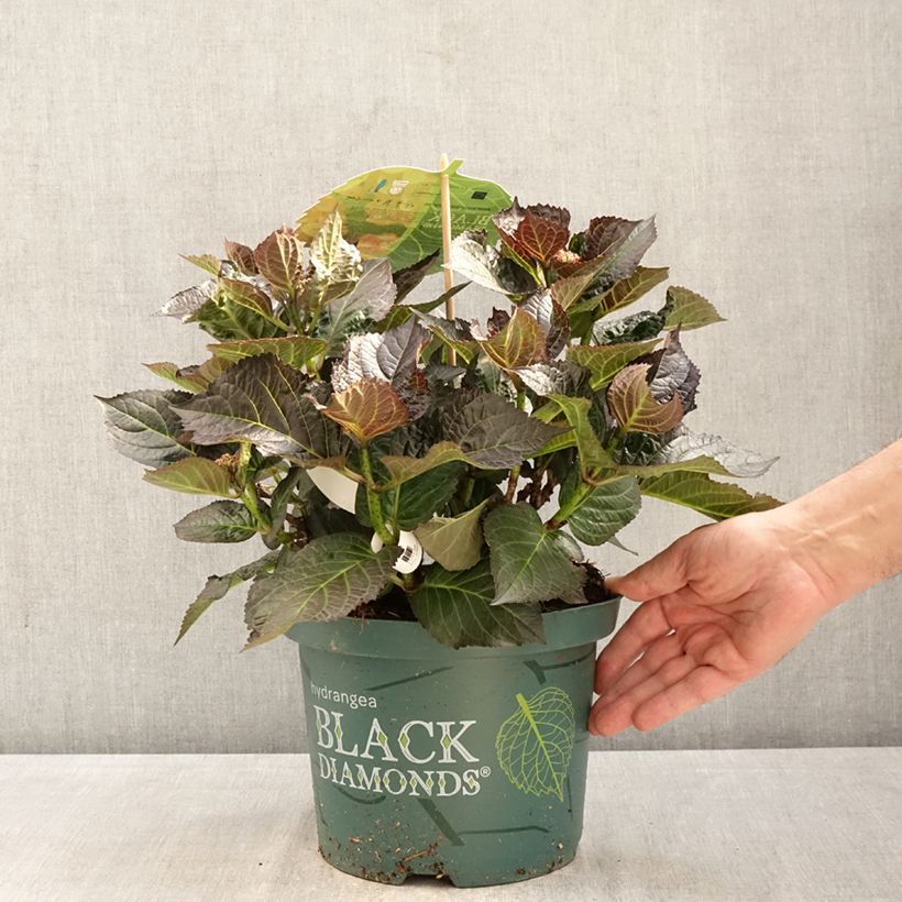 Spécimen de Hortensia - Hydrangea macrophylla Midnight Pearl Pot de 4L/5L tel que livré au printemps
