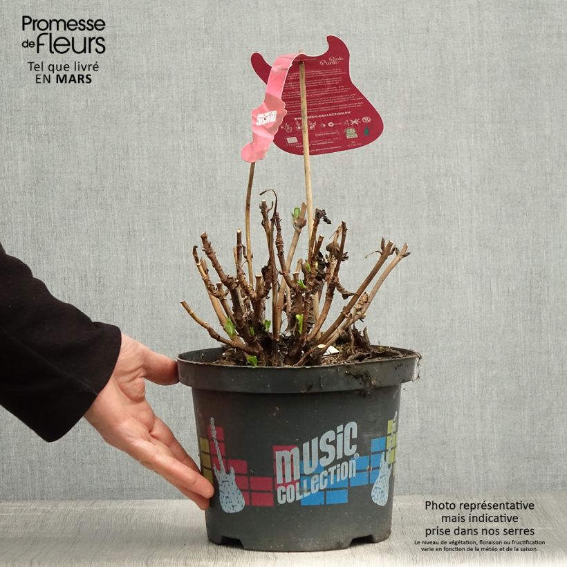 Spécimen de Hortensia - Hydrangea macrophylla Pink Pop Pot de 4L/5L tel que livré au printemps