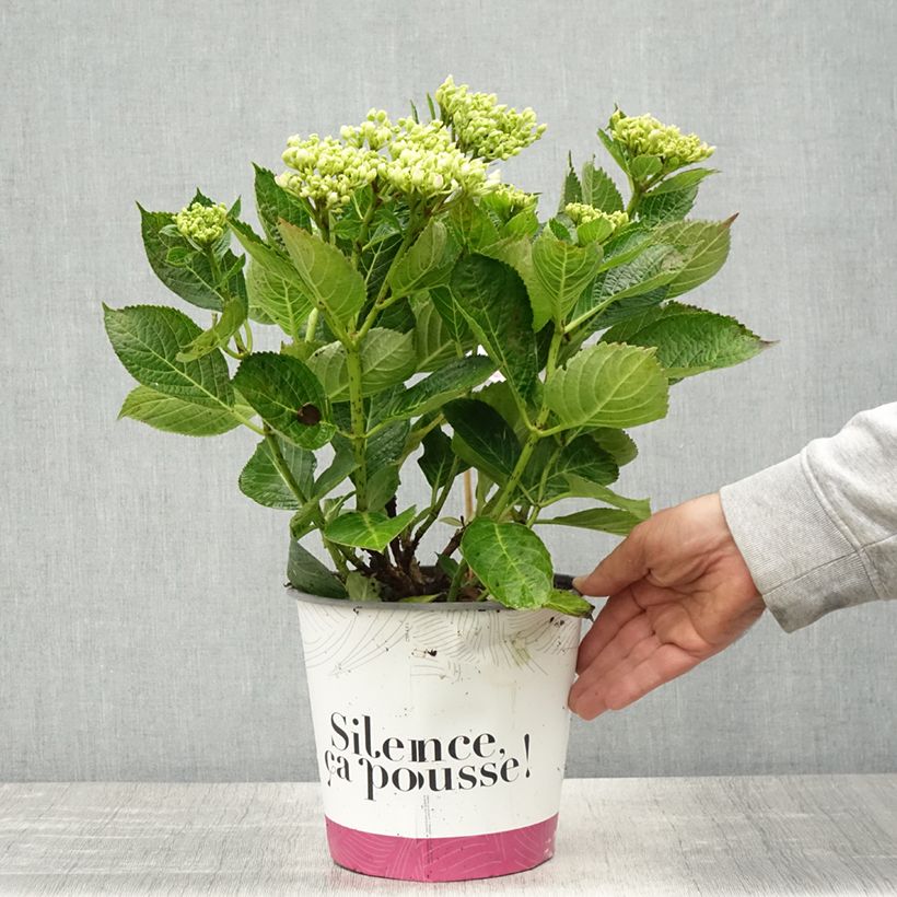 Spécimen de Hortensia - Hydrangea macrophylla Pinky Binder Pot de 4L/5L tel que livré au printemps
