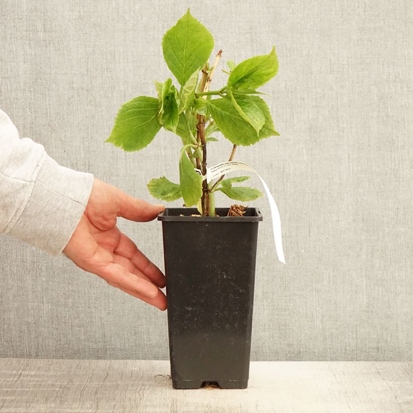 Spécimen de Hortensia - Hydrangea macrophylla Princess Diana Pot de 1,5L/2L tel que livré au printemps