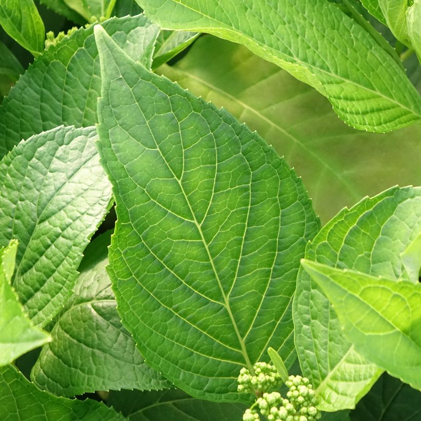 Hortensia - Hydrangea macrophylla Princess Diana (Feuillage)