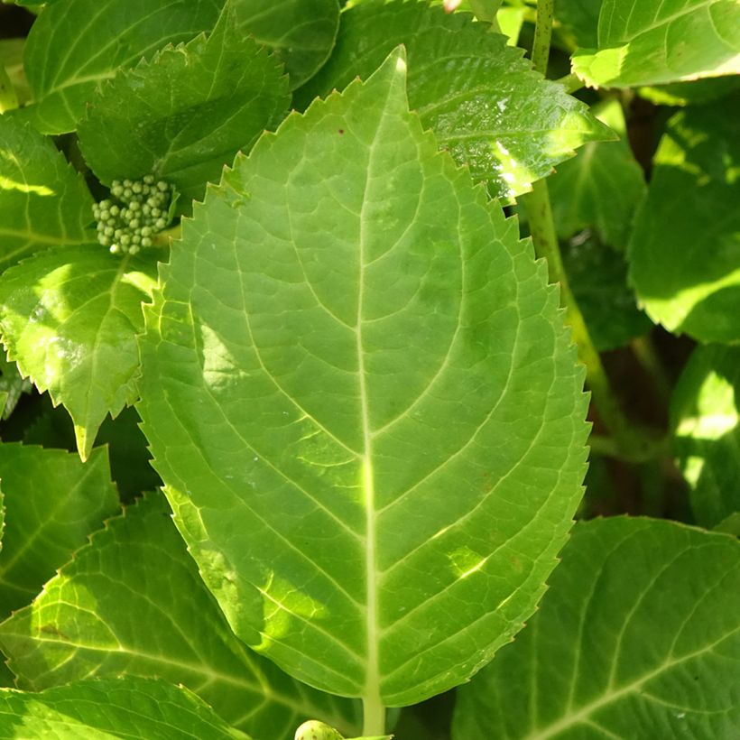 Hortensia - Hydrangea macrophylla Rahic (Feuillage)