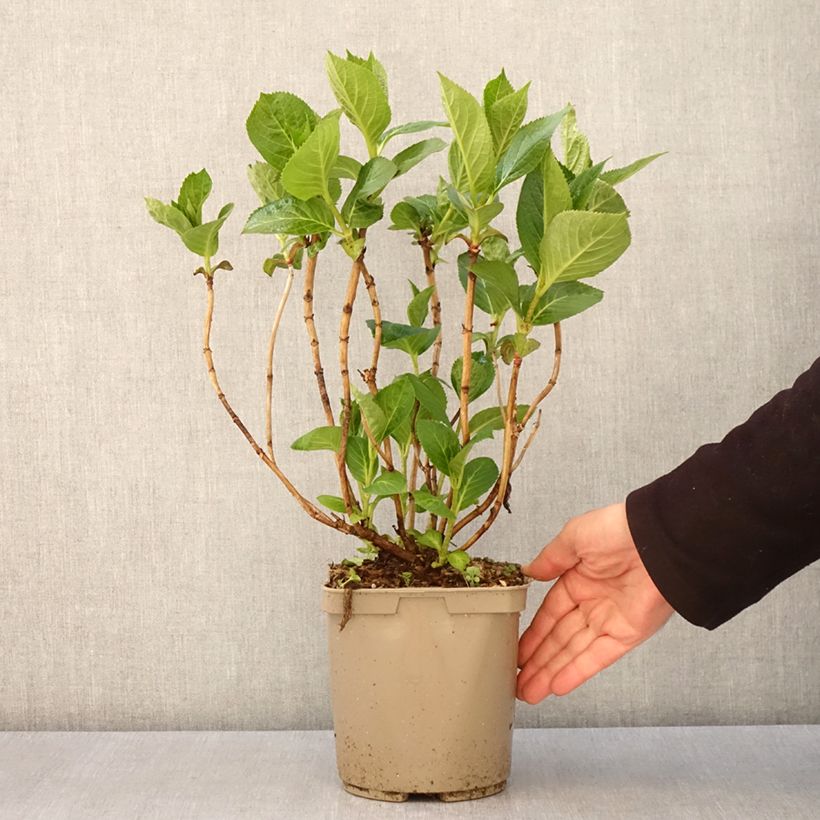 Spécimen de Hortensia - Hydrangea macrophylla Rahic Pot de 3L/4L tel que livré au printemps