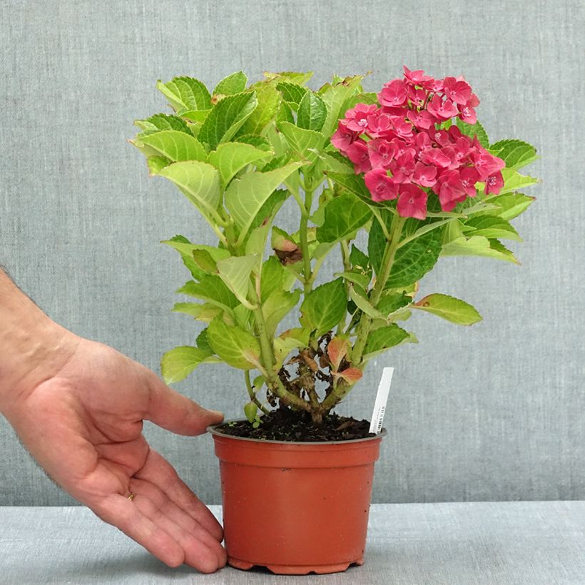 Spécimen de Hortensia - Hydrangea macrophylla Rebellion Choco Love Pot de 12 cm / 13 cm tel que livré en été