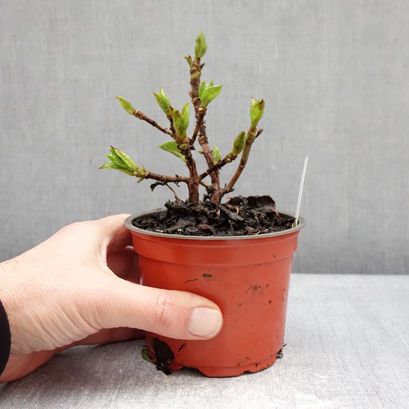 Spécimen de Hortensia - Hydrangea macrophylla Rebellion Ferrari Love Pot de 12 cm / 13 cm tel que livré en hiver