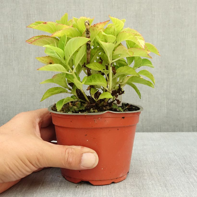 Spécimen de Hortensia - Hydrangea macrophylla Rebellion Red Love Pot de 12 cm / 13 cm tel que livré en été