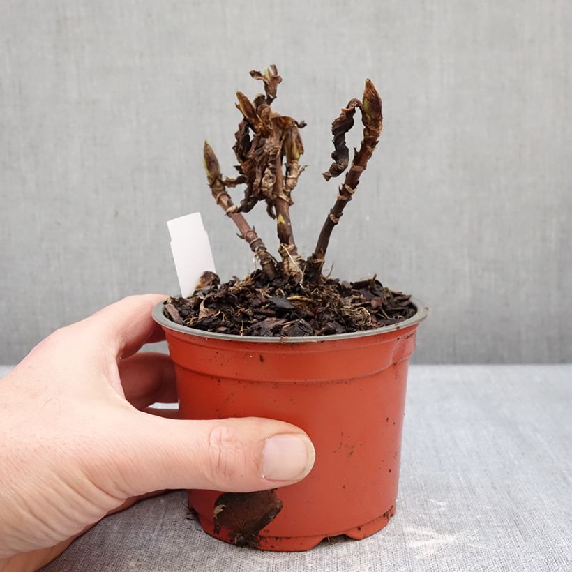 Spécimen de Hortensia - Hydrangea macrophylla Rebellion Red Love Pot de 12 cm / 13 cm tel que livré en hiver