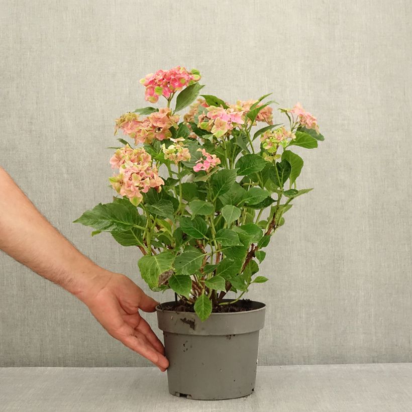 Spécimen de Hortensia - Hydrangea macrophylla Schloss Wackerbarth Pot de 3L/4L tel que livré en été