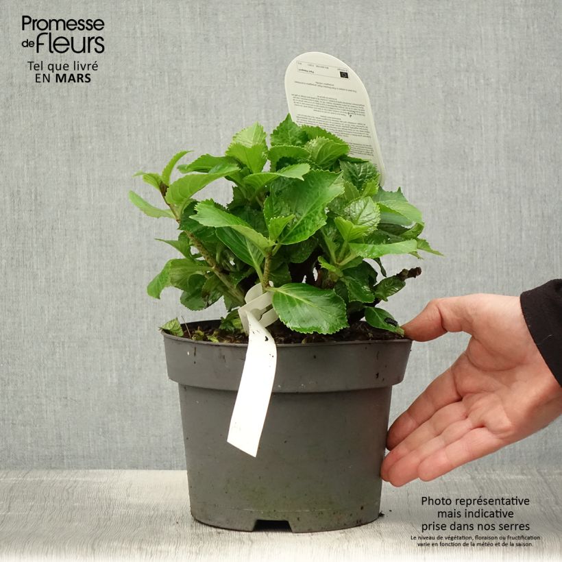 Spécimen de Hortensia - Hydrangea macrophylla Schneeball Pot de 2L/3L tel que livré au printemps