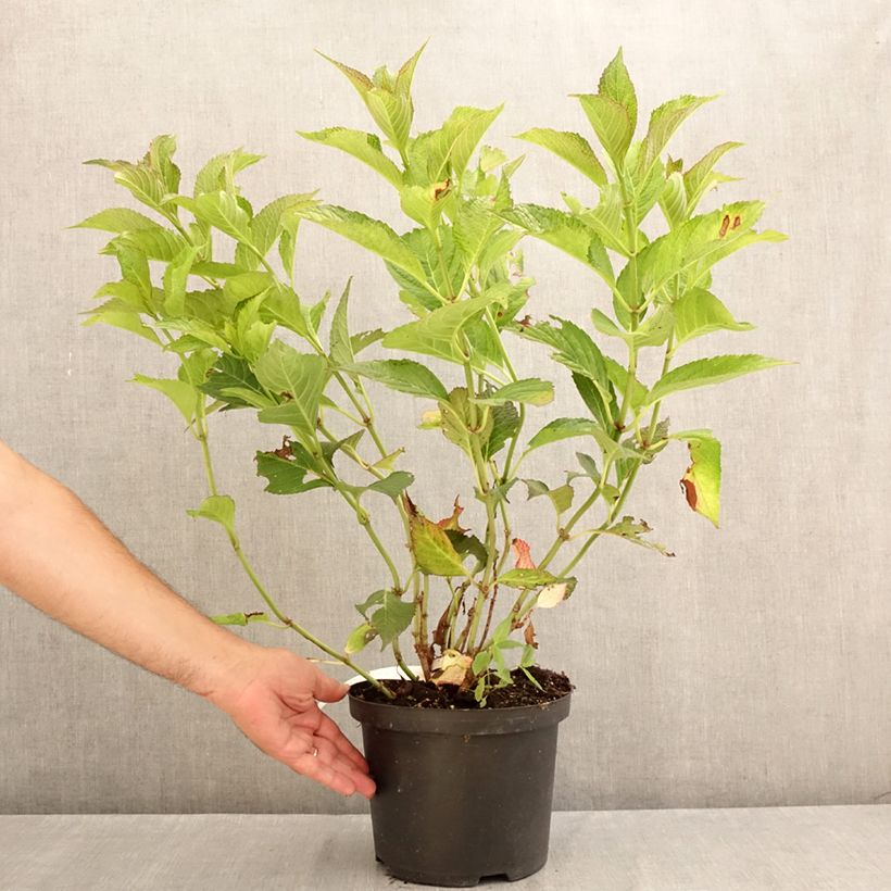 Spécimen de Hortensia - Hydrangea macrophylla Selma Pot de 4L/5L tel que livré en été