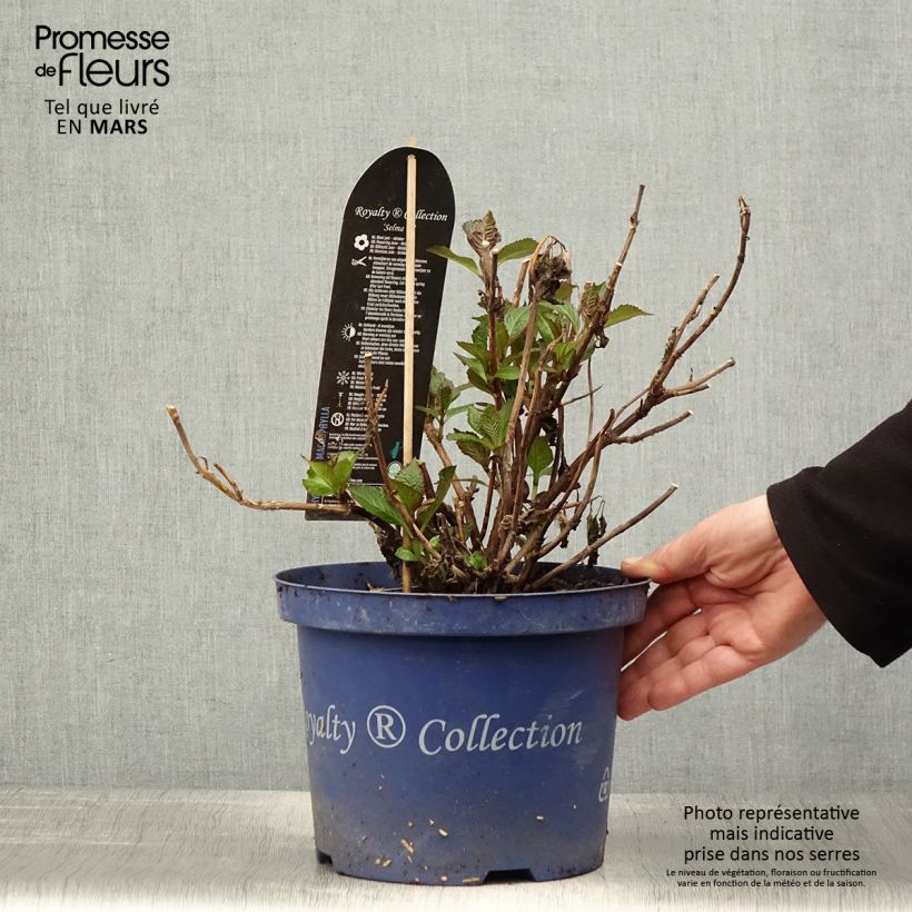 Spécimen de Hortensia - Hydrangea macrophylla Selma Pot de 4L/5L tel que livré au printemps