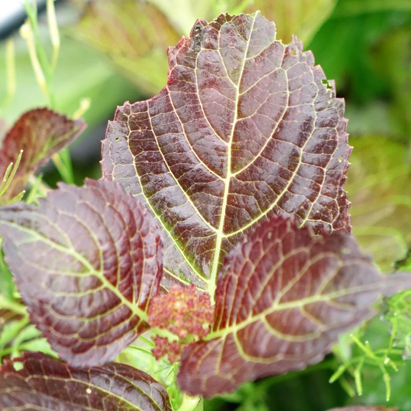 Hortensia - Hydrangea macrophylla Selma (Feuillage)