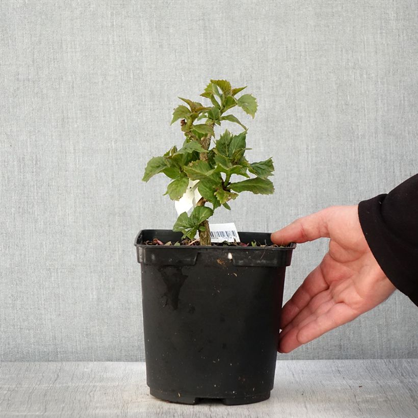 Spécimen de Hortensia macrophylla So Long Starlit Sky Pot de 3L/4L tel que livré au printemps