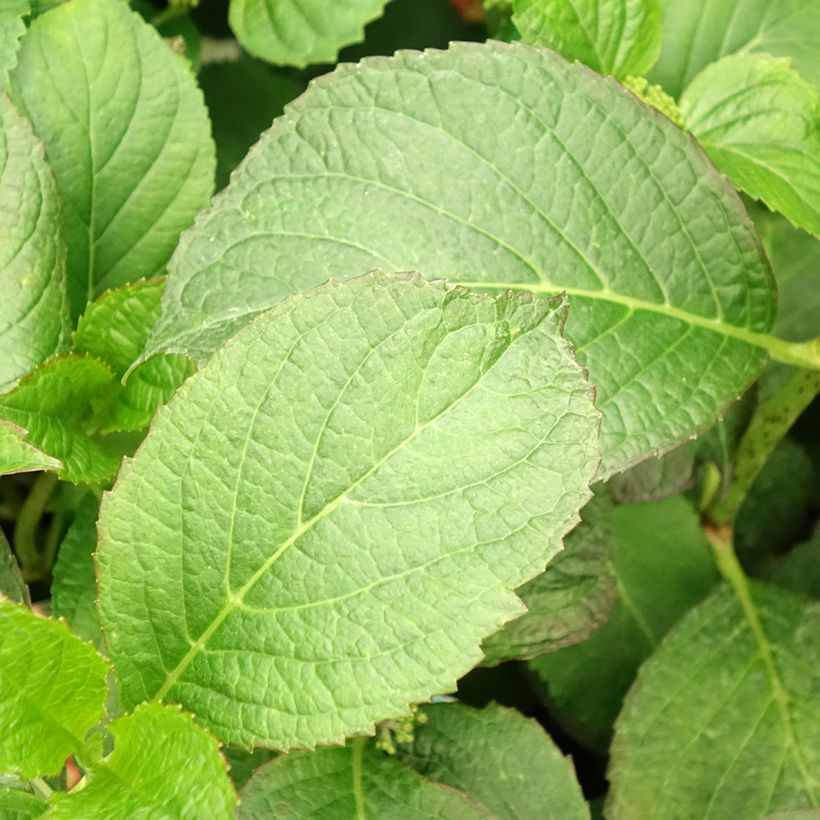 Hortensia - Hydrangea macrophylla So Long Sunny (Feuillage)