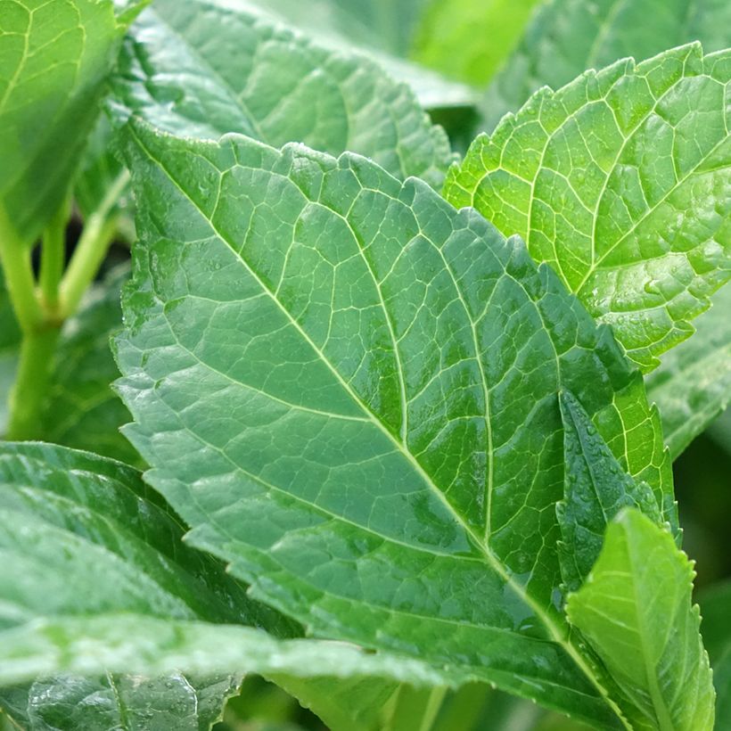 Hortensia - Hydrangea macrophylla Sœur Thérèse (Feuillage)