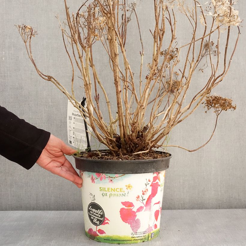 Spécimen de Hortensia - Hydrangea macrophylla Star Gazer Bleu Pot de 7,5L/10L tel que livré en hiver