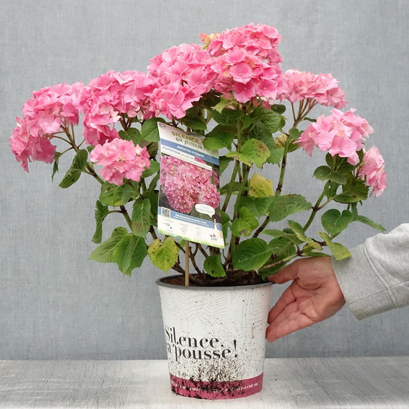Spécimen de Hortensia - Hydrangea macrophylla Stellar rose Pot de 4L/5L tel que livré en été
