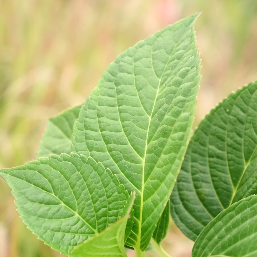 Hortensia - Hydrangea macrophylla Tinkerbell (Feuillage)