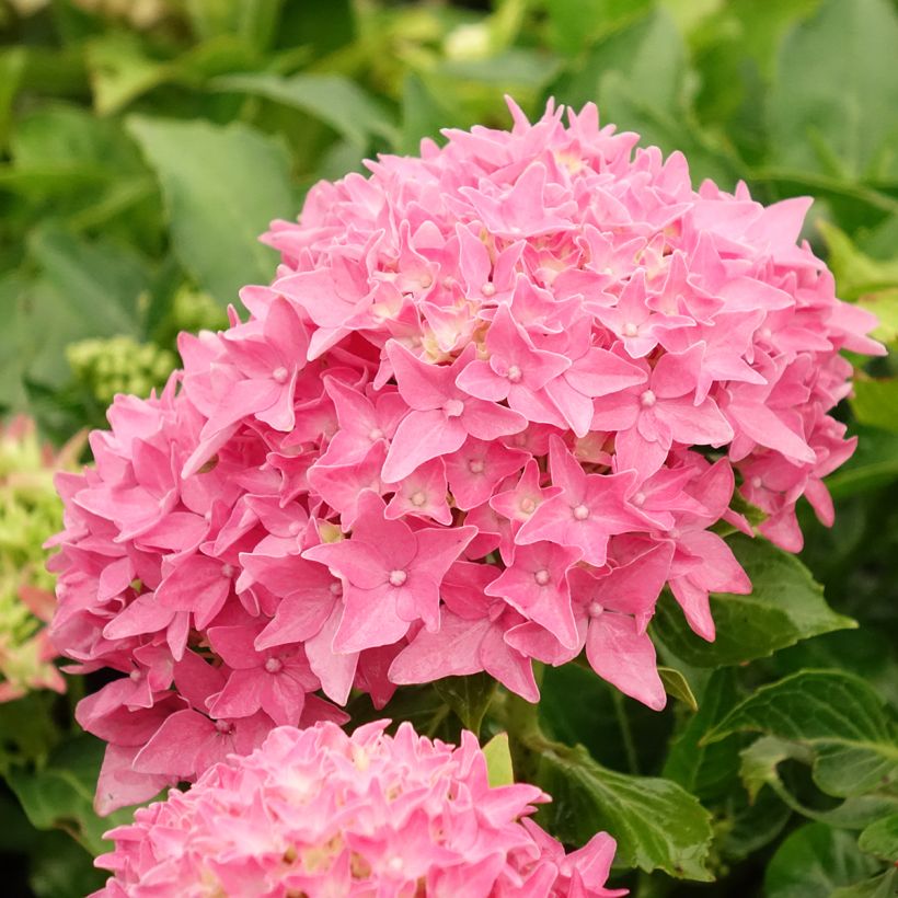Hortensia - Hydrangea macrophylla Tovelit (Floraison)