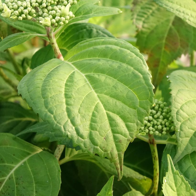 Hortensia - Hydrangea macrophylla Veitchii (Feuillage)