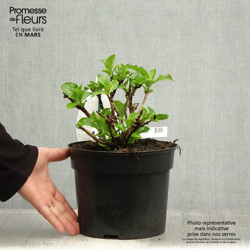 Spécimen de Hortensia - Hydrangea macrophylla Verdi Pot de 4L/5L tel que livré au printemps