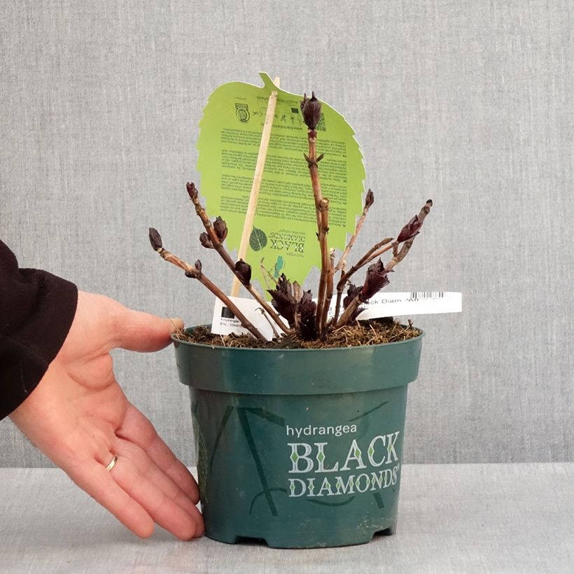 Spécimen de Hortensia - Hydrangea macrophylla x serrata After Midnight Pot de 2L/3L tel que livré en hiver