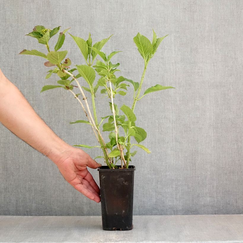 Example of Hortensia - Hydrangea macrophylla You and Me 'Inspire' Pot de 1,5L/2L as you get in printemps