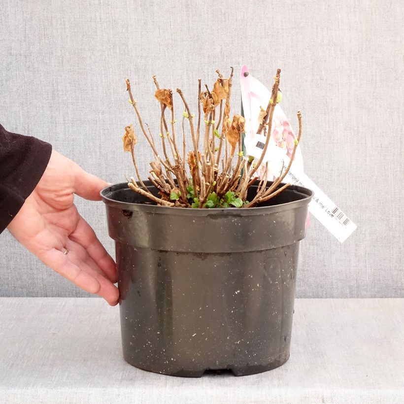 Spécimen de Hortensia - Hydrangea macrophylla You and Me Love Pot de 3L/4L tel que livré au printemps