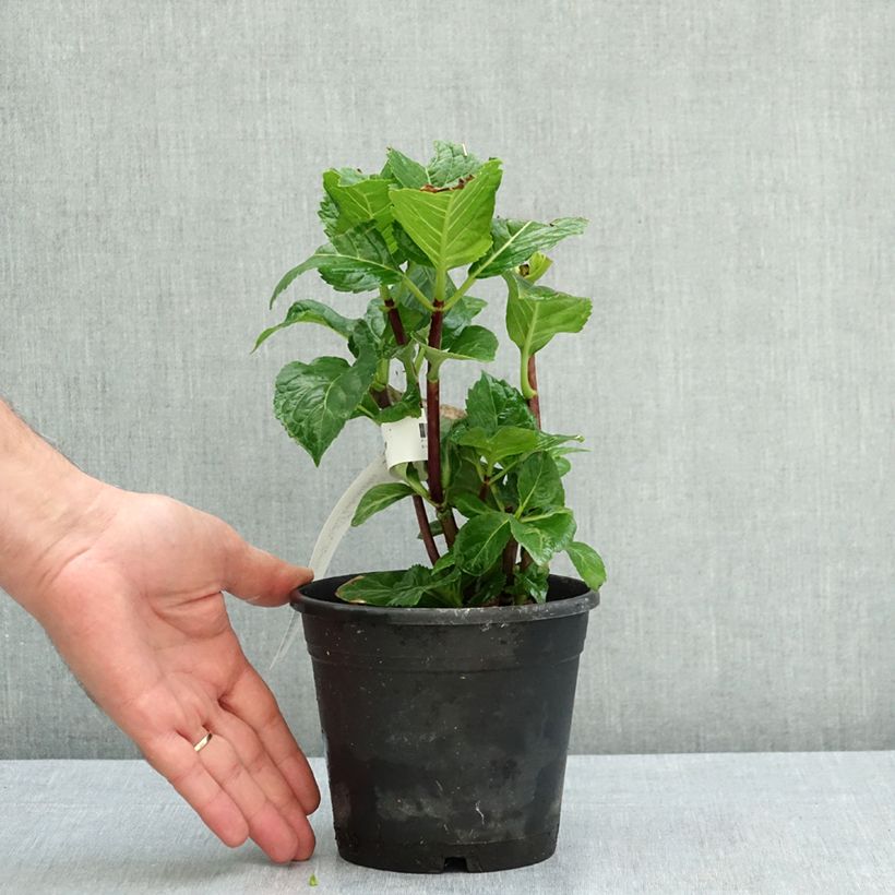 Spécimen de Hortensia - Hydrangea macrophylla Zorro Pot de 1L/1,5L tel que livré en été