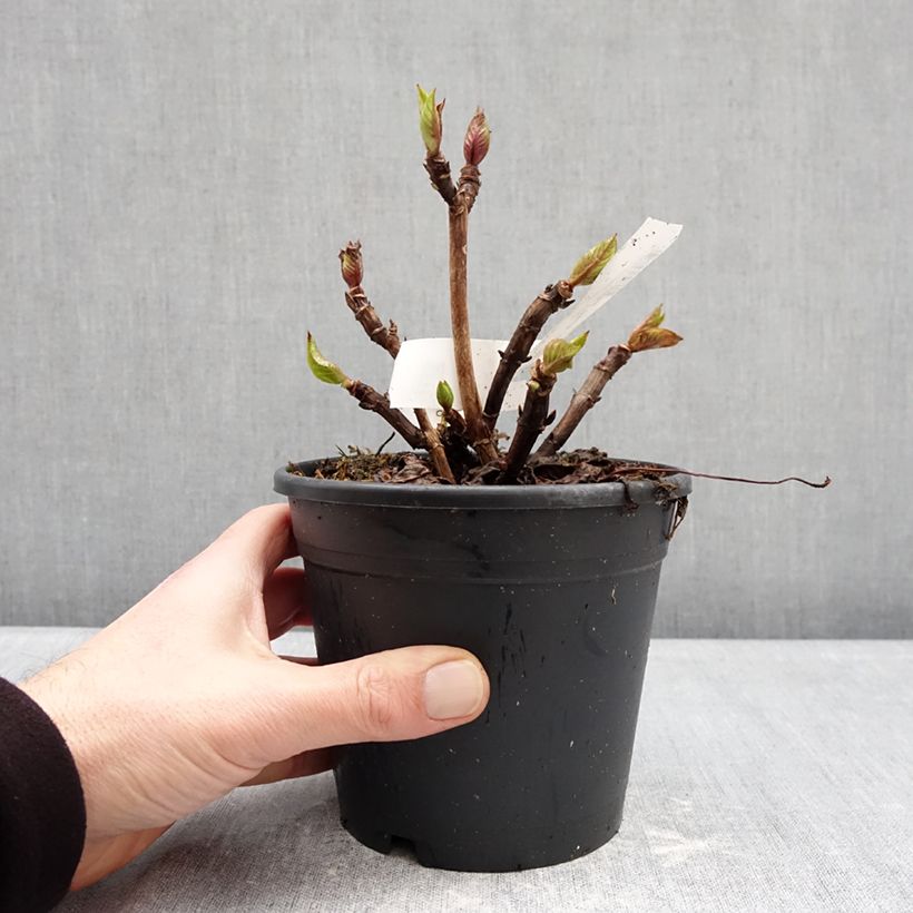 Spécimen de Hortensia - Hydrangea macrophylla Zorro Pot de 1L/1,5L tel que livré en hiver