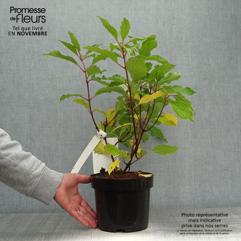 Spécimen de Hydrangea paniculata Great Star Le Vasterival - Hortensia paniculé Pot de 3L/4L tel que livré en automne