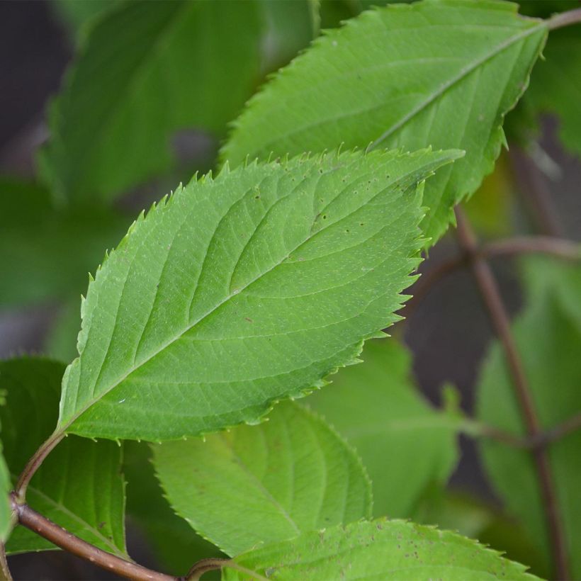 Hydrangea paniculata Levana - Hortensia paniculé (Feuillage)